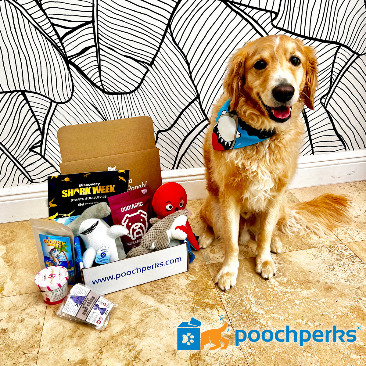 How to Choose the Most Popular Pooch Dog Box for Your Pup