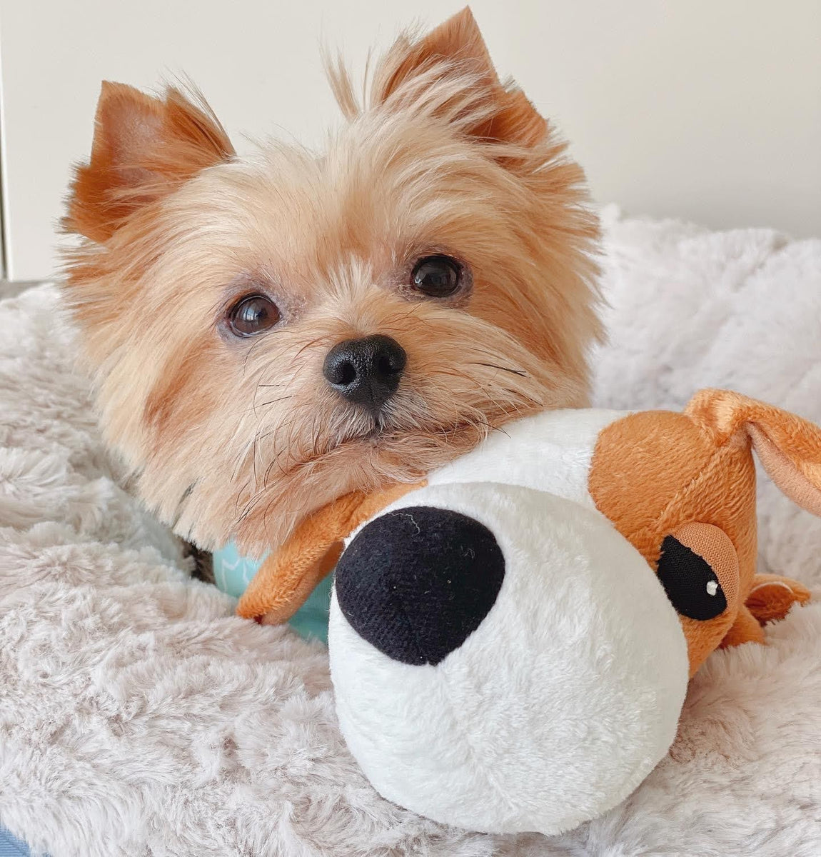 How to Clean and Disinfect Your Dog’s Toys in 5 Easy Steps