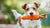 Celebrating Special Occasions with Custom Dog Boxes