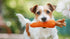 f_article.image.alt