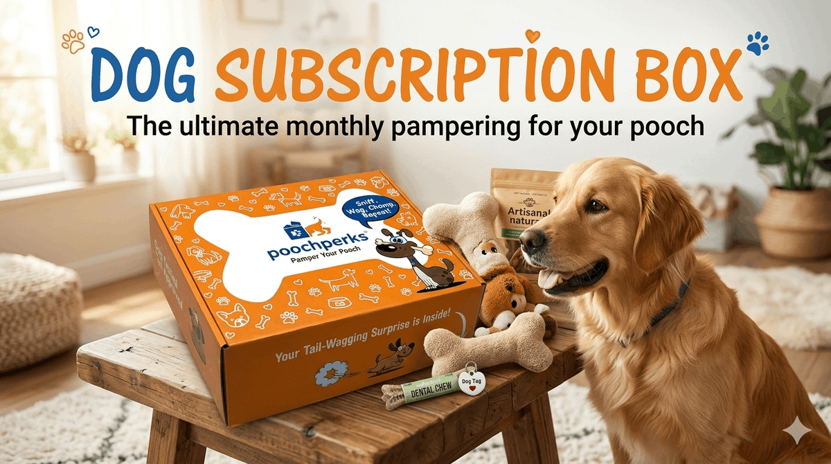 How the Best Dog Subscription Can Turn a Simple Dog Box Into a Better