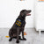 Tricks for treats dog bandana (S/M)