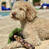 Miami Beach Popular Dog Toy and Treat Box